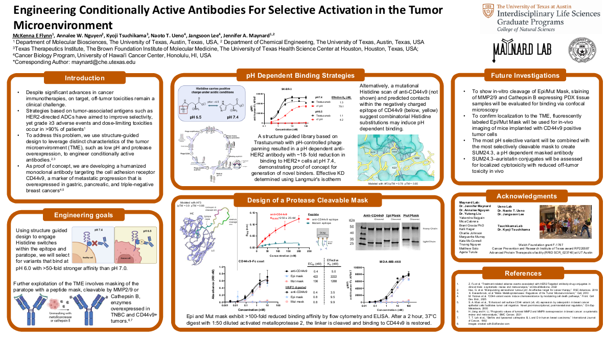 Engineering conditionally active antibodies for selective activation in the tumor microenvironment