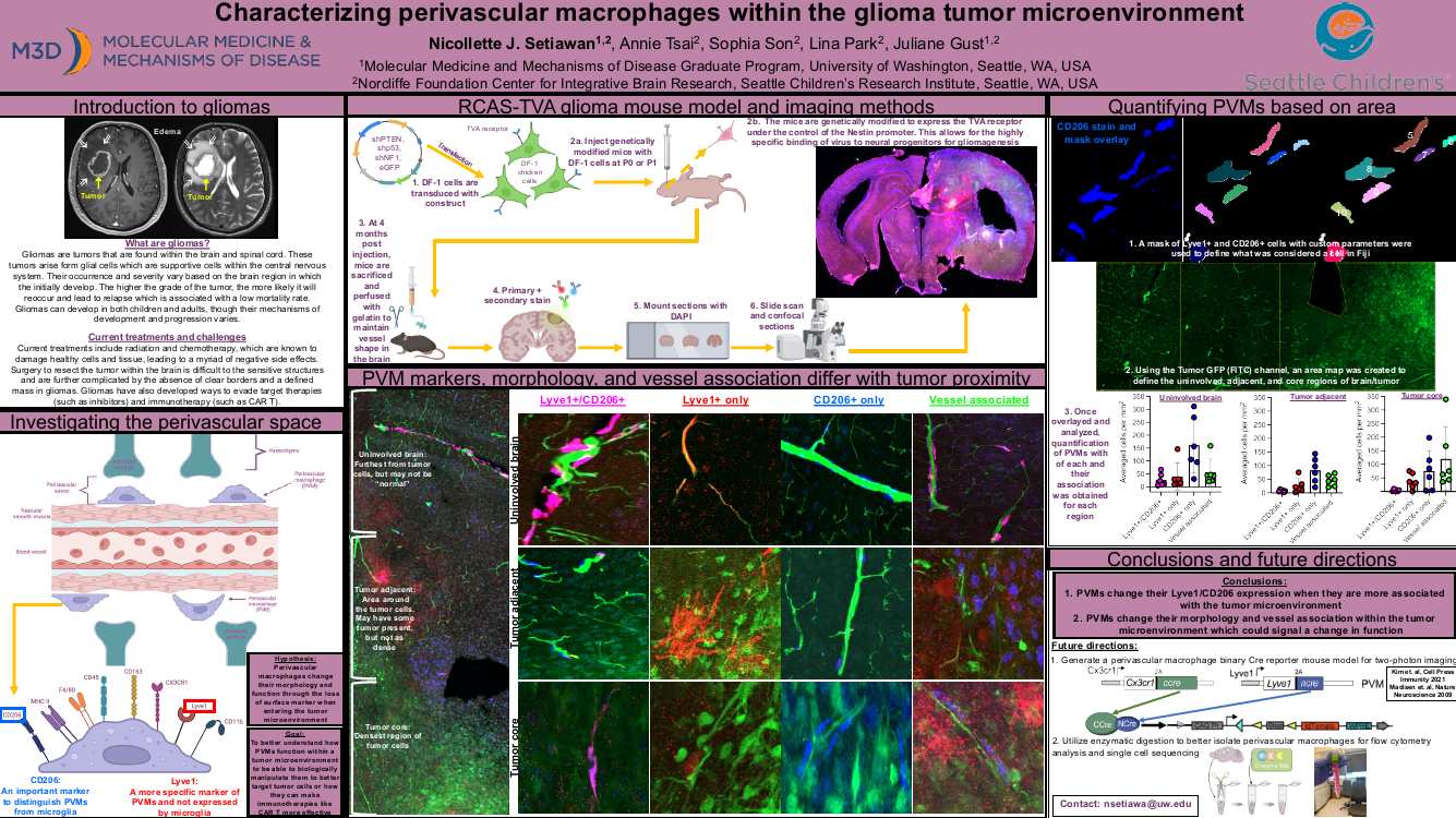 Characterization of perivascular macrophages and their role in the glioma microenvironment