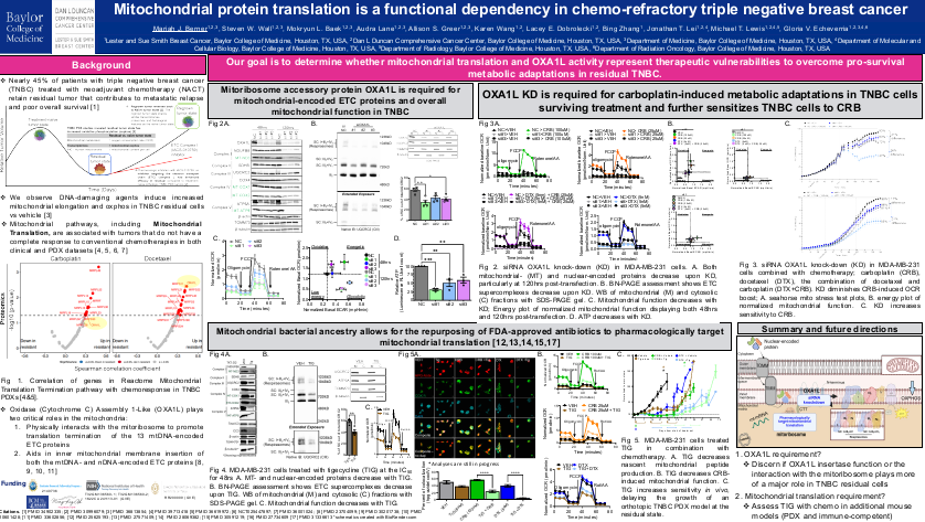 Mitochondrial protein translation is a functional dependency in chemo-refractory triple negative breast cancer
