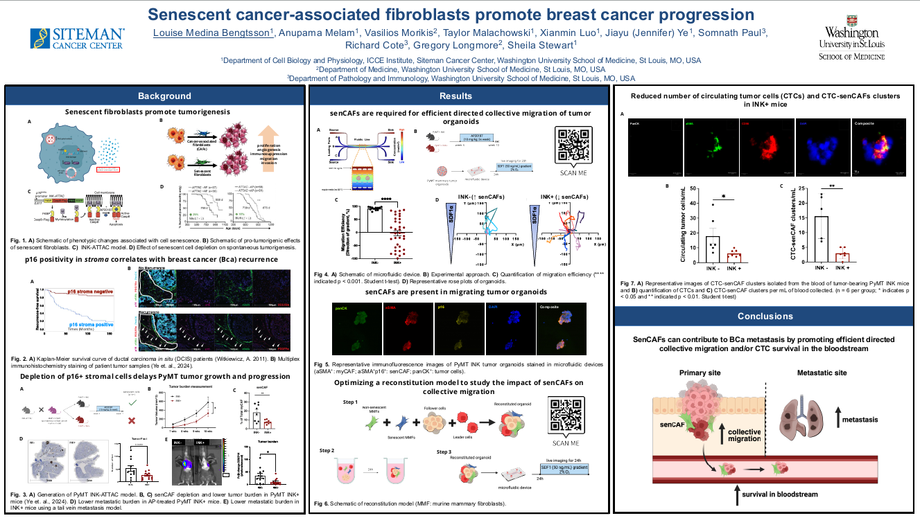 Senescent cancer-associated fibroblasts promote collective migration in breast cancer