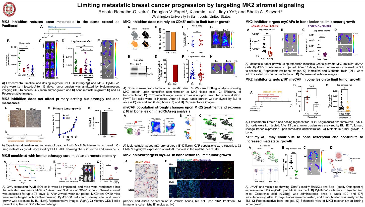 Limiting metastatic breast cancer progression by targeting MK2 stromal signaling