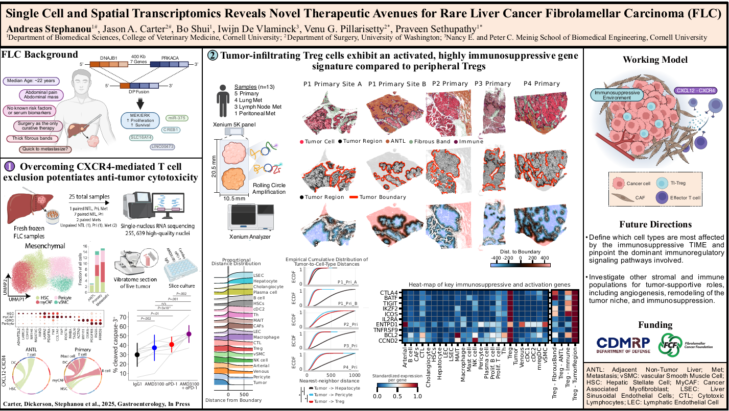 Single cell and spatial transcriptomics reveals novel theraputic targets for rare liver cancer fibrolamellar carcinoma