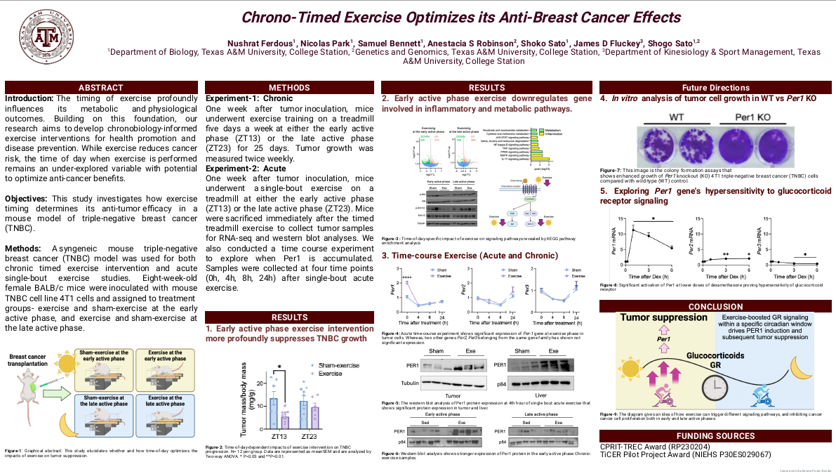 Chrono-timed exercise optimizes its anti-breast cancer effects