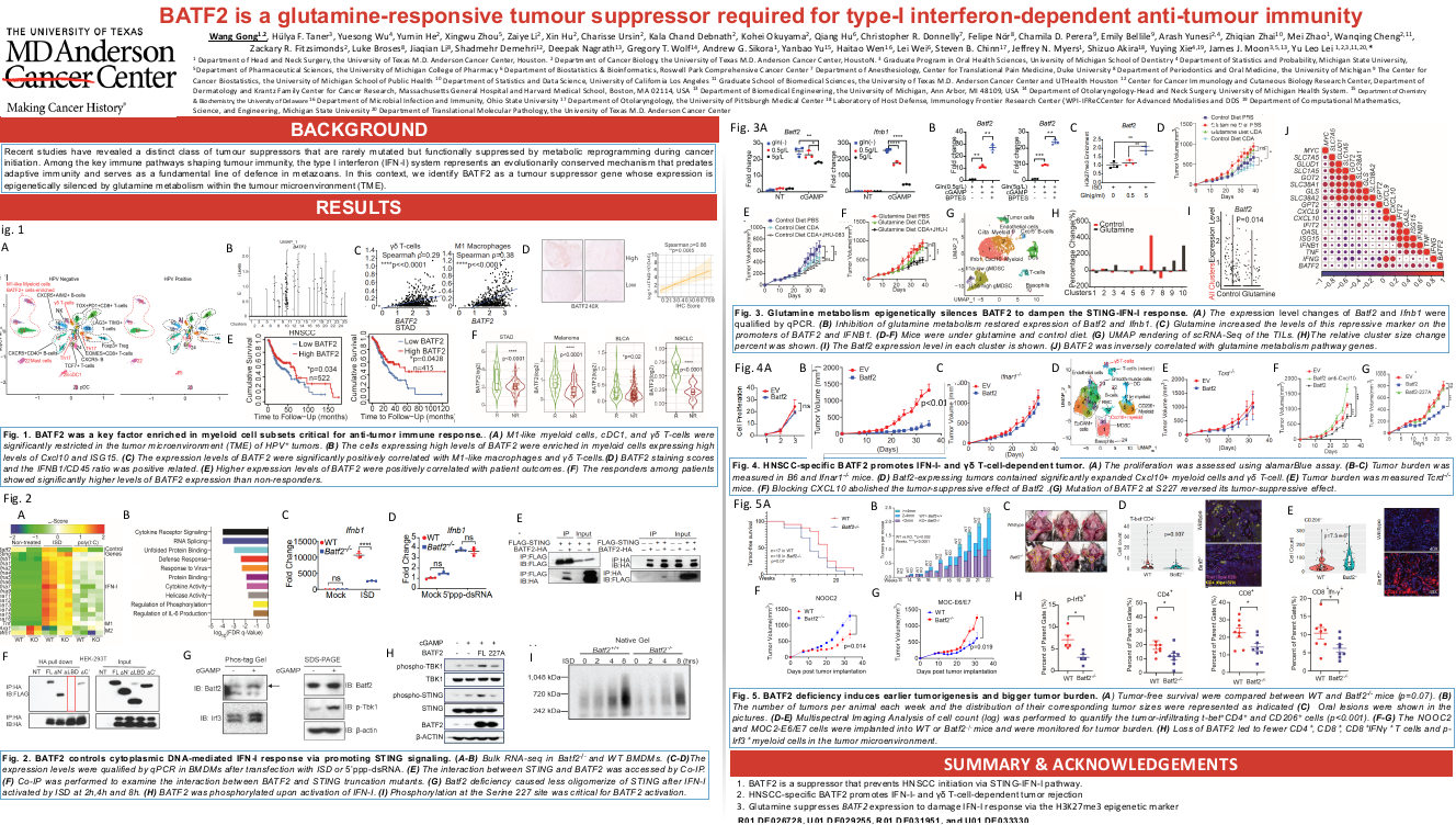 BATF2 is a glutamine-responsive tumour suppressor essential for type-i interferon-dependent anti-tumour immunity