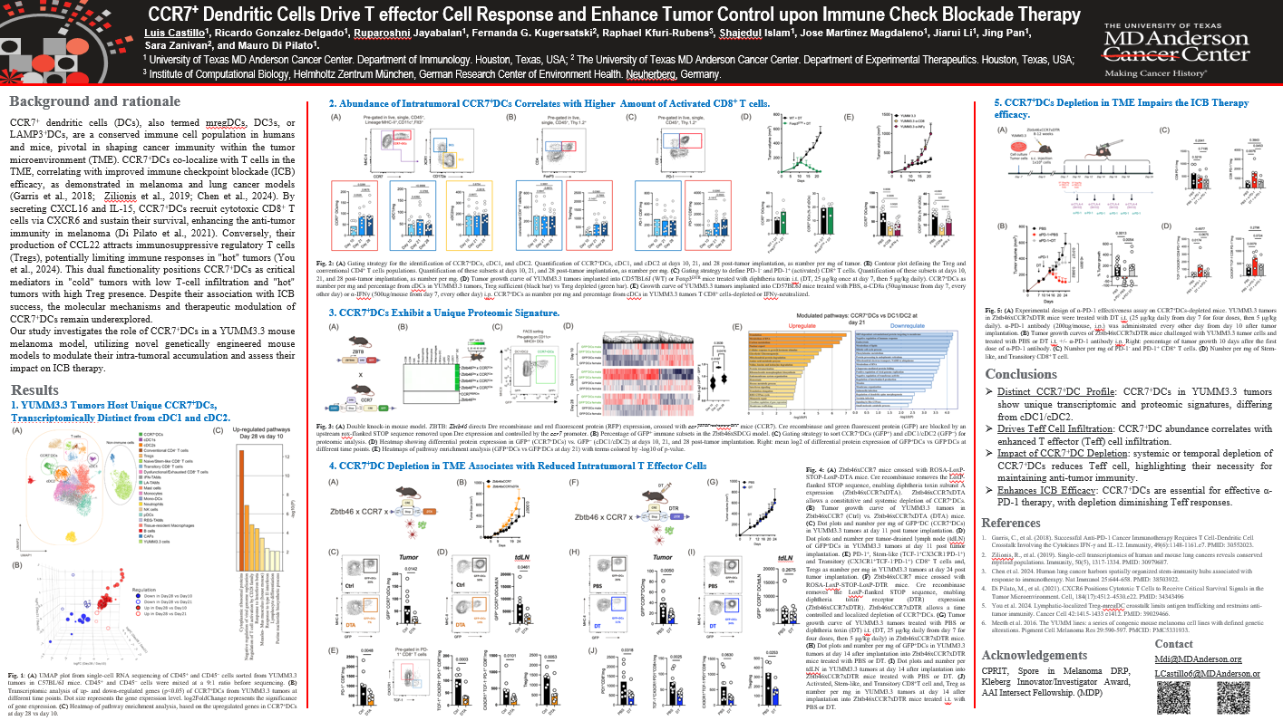 CCR7+ dendritic cells drive t effector cell response and enhance Tumor control upon immune check blockade therapy